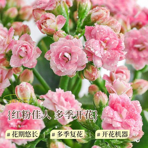 长寿花盆栽重瓣带花苞花卉室内阳台桌面绿植四季常青好养多肉植物 - 图2