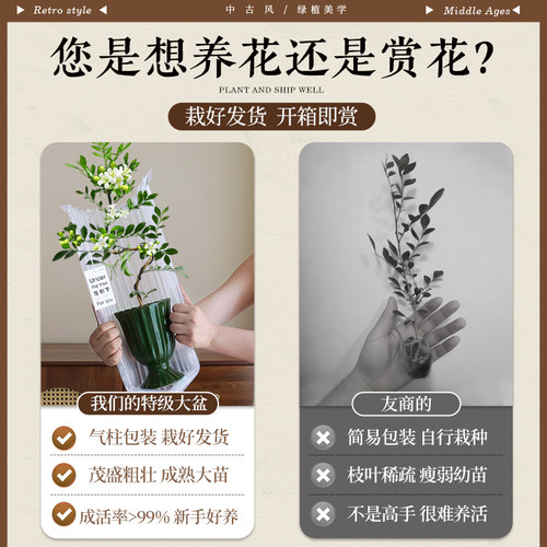 飘枝美人九里香盆栽绿植室内客厅桌面好养易活中古风植物老桩造型 - 图1