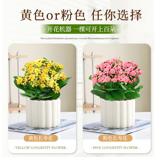长寿花盆栽重瓣带花苞花卉室内阳台桌面绿植四季常青好养多肉植物 - 图0