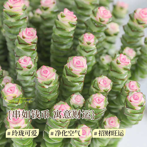 钱串子小盆栽花卉室内桌面招财摆件办公室绿植好养多肉植物耐旱 - 图0
