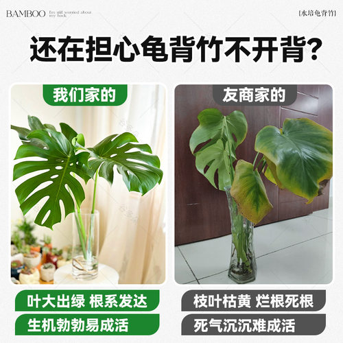 龟背竹水培植物客厅室内水养鲜切大叶盆栽四季常青好养活老桩植物 - 图0