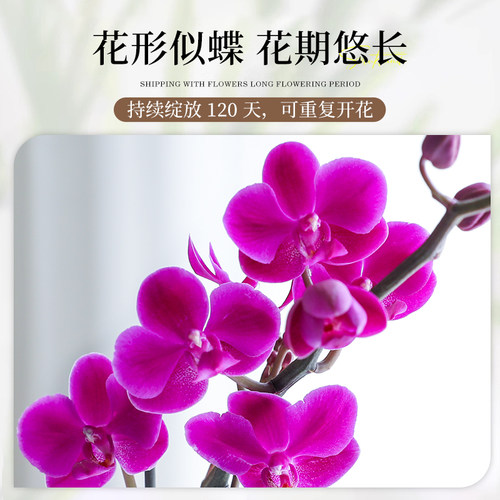 特级带花蝴蝶兰盆栽绿植客厅室内好养花卉带花苞办公室好养植物 - 图2