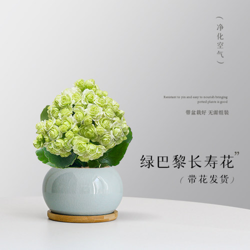 绿巴黎长寿花盆栽四季常绿好养带花苞室内工位办公室桌面花卉绿植 - 图0