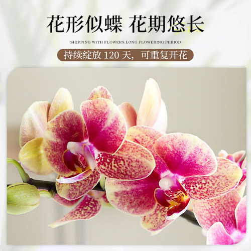 带花发货特级蝴蝶兰盆栽绿植室内桌面客厅好养花卉带花苞四季植物 - 图2