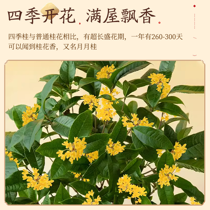 四季桂花树苗盆栽开花不断带花苞室内阳台浓香花卉植物景德镇陶瓷 - 图0