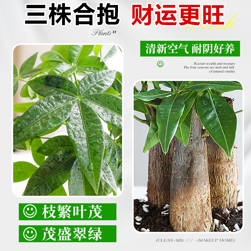 发财树绿植小盆栽客厅办公室内水培招财植物花卉盆景四季好养易活 - 图2