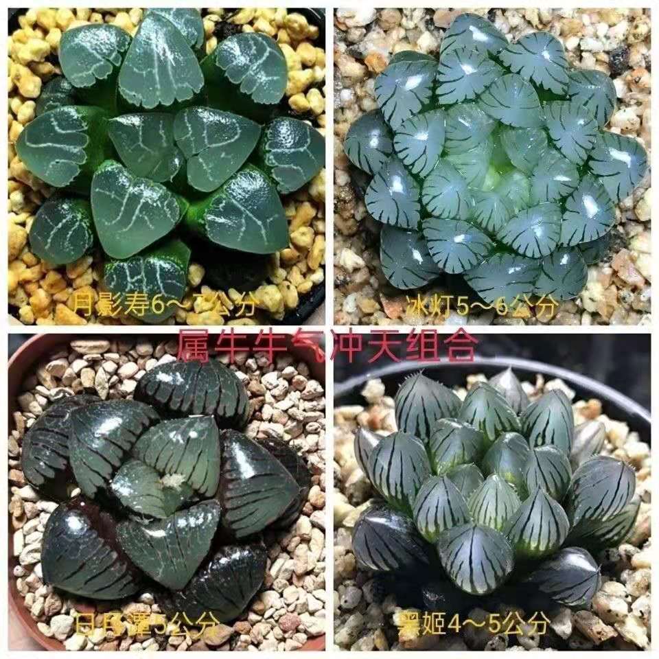 玉露多肉植物组合十二卷花卉盆栽黄金琥珀冰灯姬玉露室内雨露属鸡,淘宝优惠券,粉丝福利购,淘宝优惠卷