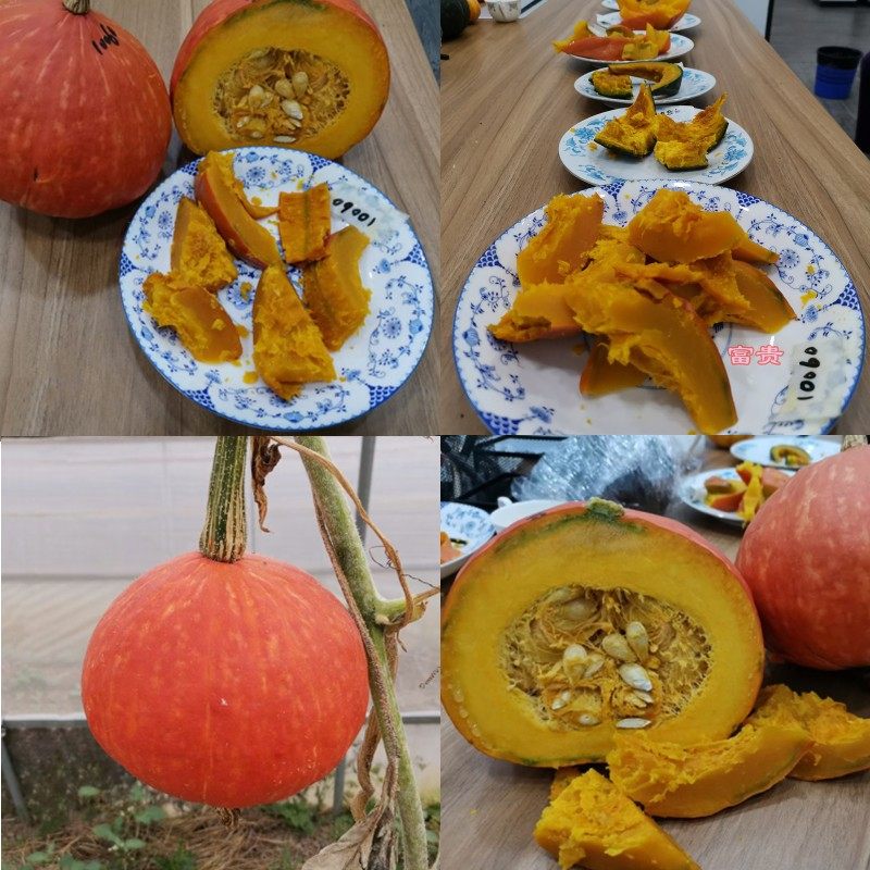 盆栽南瓜种子合集贝贝南瓜种子板栗南瓜种子奶油南瓜种子,淘宝优惠券,粉丝福利购,淘宝优惠卷