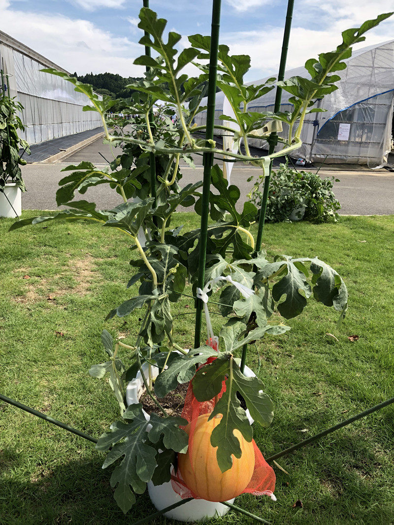 日本黄皮爱娘西瓜种子黄皮红肉礼品西瓜种子盆栽西瓜种子代理直销,淘宝优惠券,粉丝福利购,淘宝优惠卷