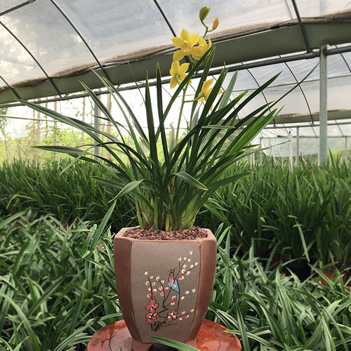 径里 兰花苗 建兰 皇妃浓香花卉绿植盆栽四季兰 阳台客厅观花植物 - 图0