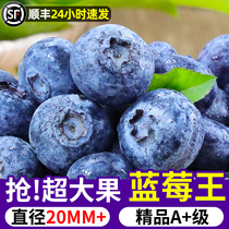 Imported Blueberries Fresh to Season Fruits Blue Plum Fresh Fruit Alpine Pleasant Sweet Blueberry Pregnant Woman Ready-to-eat Big Fruit Quick Hair