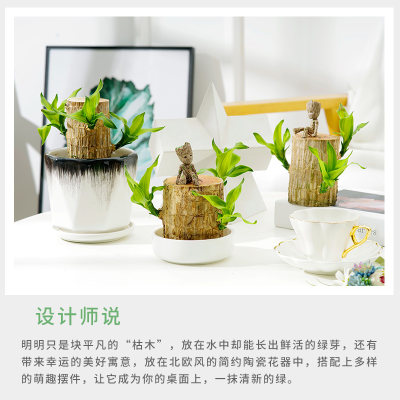 巴西木水养幸运木水培植物室内花卉盆栽格鲁特带芽苞开花好养绿植 虎窝淘