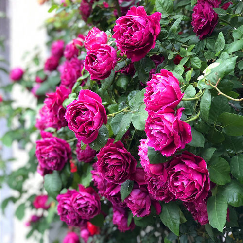 紫袍玉带藤本月季花苗爬藤蔷薇大花浓香重瓣多花植物庭院阳台花卉 - 图2