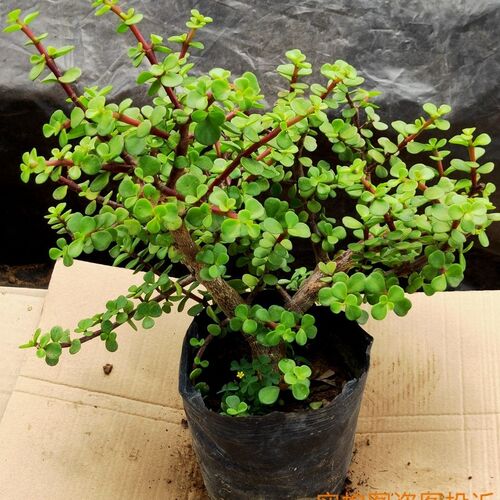 金枝玉叶花卉盆栽室内耐旱绿植阳台常青花苗带土好养多肉老桩植物 - 图2