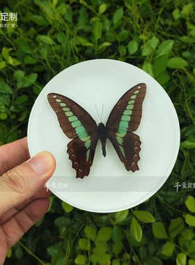 千玺定制 圆形蝴蝶标本昆虫标本树脂儿童房装饰配件趣味