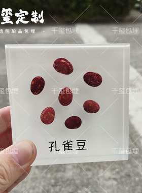 种子科普墙标本展示墙大豆蔬菜水果种子树脂标本滴胶教学认知摆件