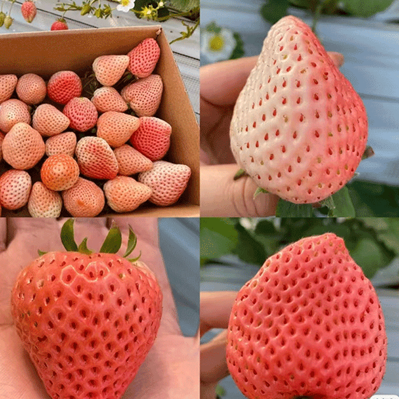 草莓苗四季白雪公主天使AE雪兔梦之莹草莓盆栽带土奶油红颜草莓秧,淘宝优惠券,粉丝福利购,淘宝优惠卷