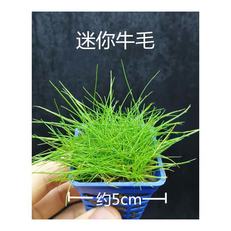 草缸前景水草植物活体阴性无需二氧化碳co2水下叶红色爬地入门 九块九特卖网 草缸前景水草植物活体阴性无需二氧化碳co2水下叶红色爬地入门 九块九特卖网