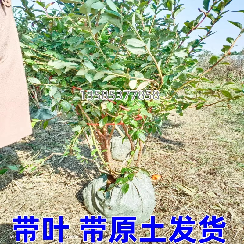 怡颗蓝莓苗果树南北方庭院地栽特大阳台盆栽带土四季种植当年结果 - 图3