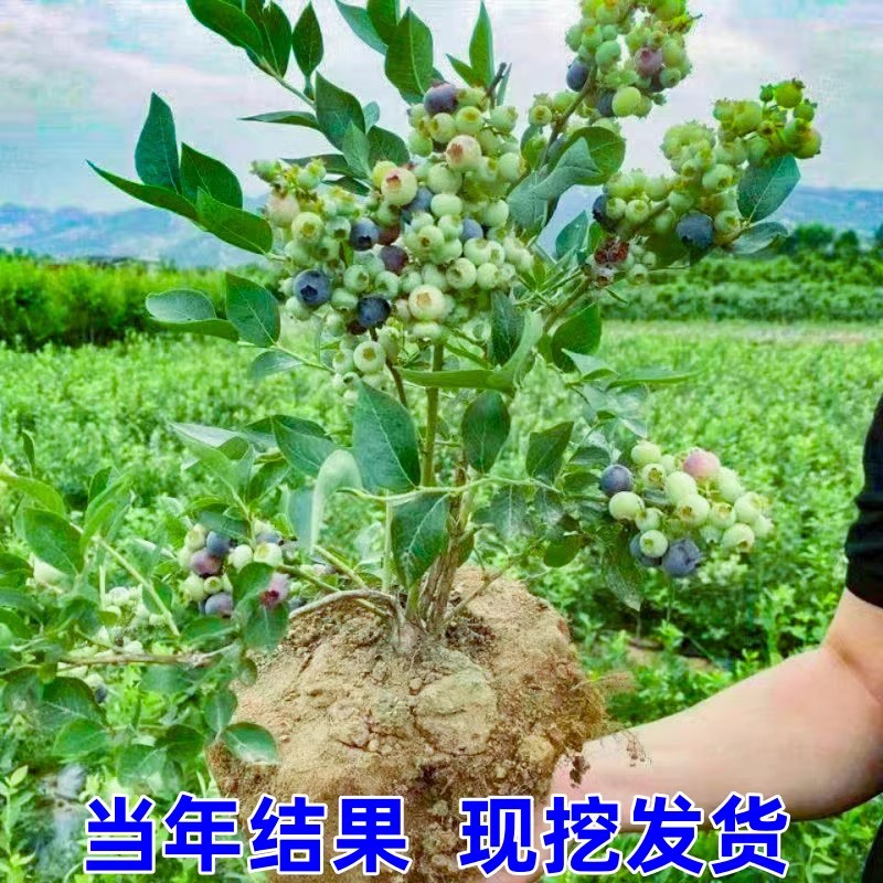 怡颗蓝莓苗果树南北方庭院地栽特大阳台盆栽带土四季种植当年结果-图2