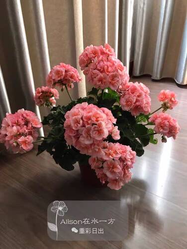 老树家 特价苗 清棚丑苗处理 - 图2