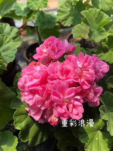 老树家 特价苗 清棚丑苗处理 - 图1