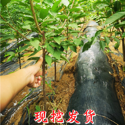 布鲁克斯樱桃苗南北方庭院地栽种植嫁接特大矮化阳台盆栽当年结果-图2