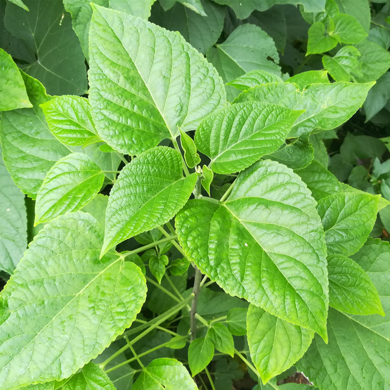 芝麻叶山货土特产臭娘叶野菜山金香菜干货野菜农副产品250g - 图1