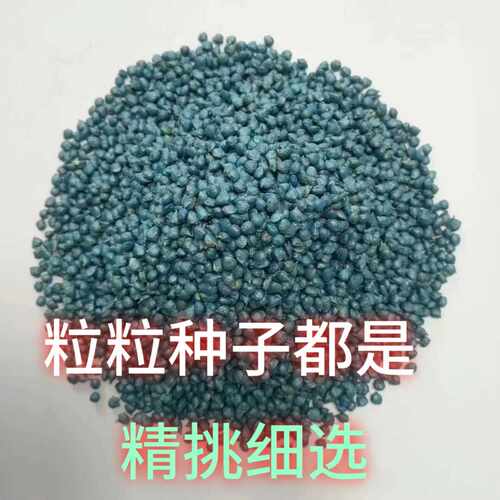 杂交菠菜种子籽 抗病耐寒耐抽越冬黑叶油亮春秋四季蔬菜菠菜种孑 - 图0