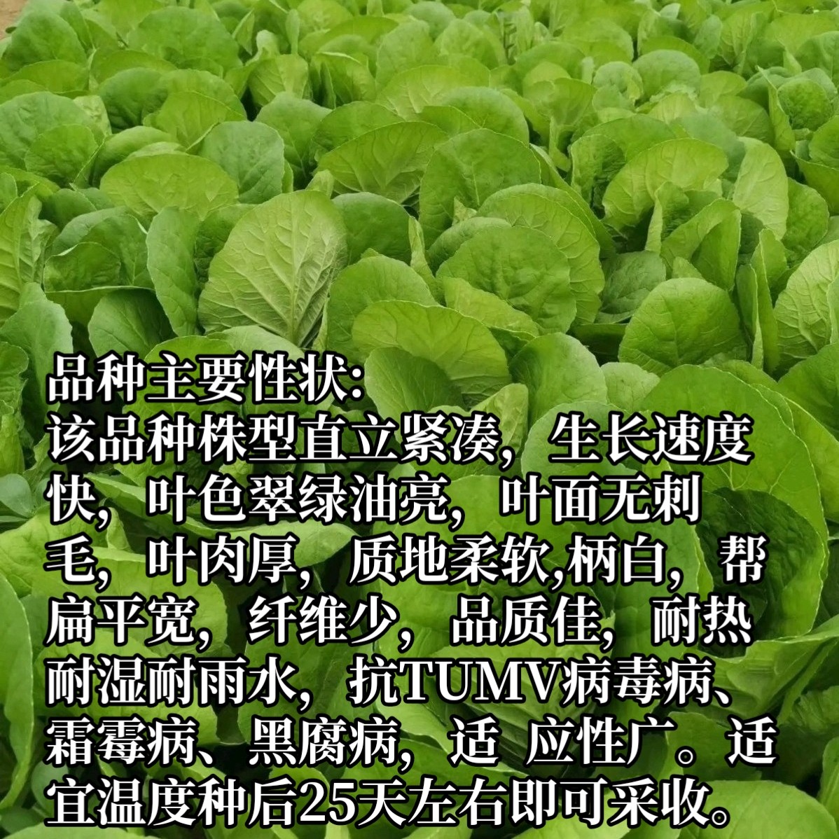 烈火金刚快菜种子 耐热耐湿夏秋小白菜抗热速生快菜蔬菜种子籽孑 - 图2