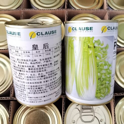 法国皇后西芹种子种籽正宗原装进口皇后芹菜种子100克铁罐装芹菜 - 图2