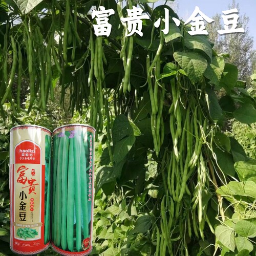 富贵小金豆种子种籽早春耐低温无筋四季豆芸豆架豆王种子绿荚扁圆 - 图1