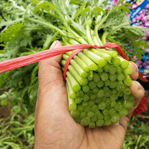 光杆小叶茼蒿种子日本引进茼蒿菜籽皇帝菜四季种子耐热耐寒蔬菜籽 - 图2