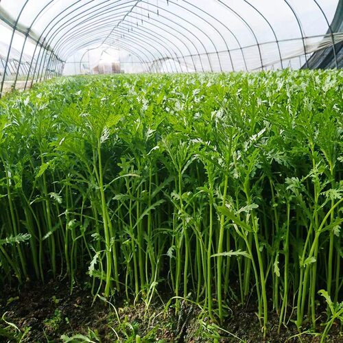 光杆小叶茼蒿种子日本引进茼蒿菜籽皇帝菜四季种子耐热耐寒蔬菜籽 - 图1