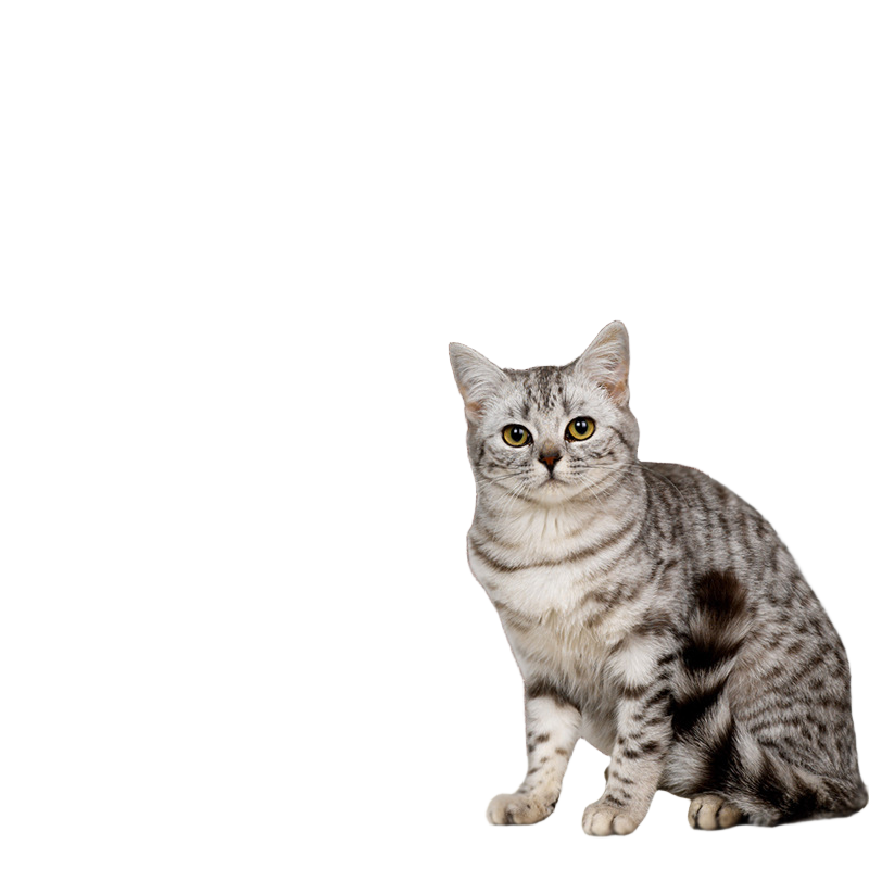 防猫抓沙发保护贴皮布艺家具猫抓垫可裁剪自粘修补沙发猫抓板墙贴,淘宝优惠券,粉丝福利购,淘宝优惠卷