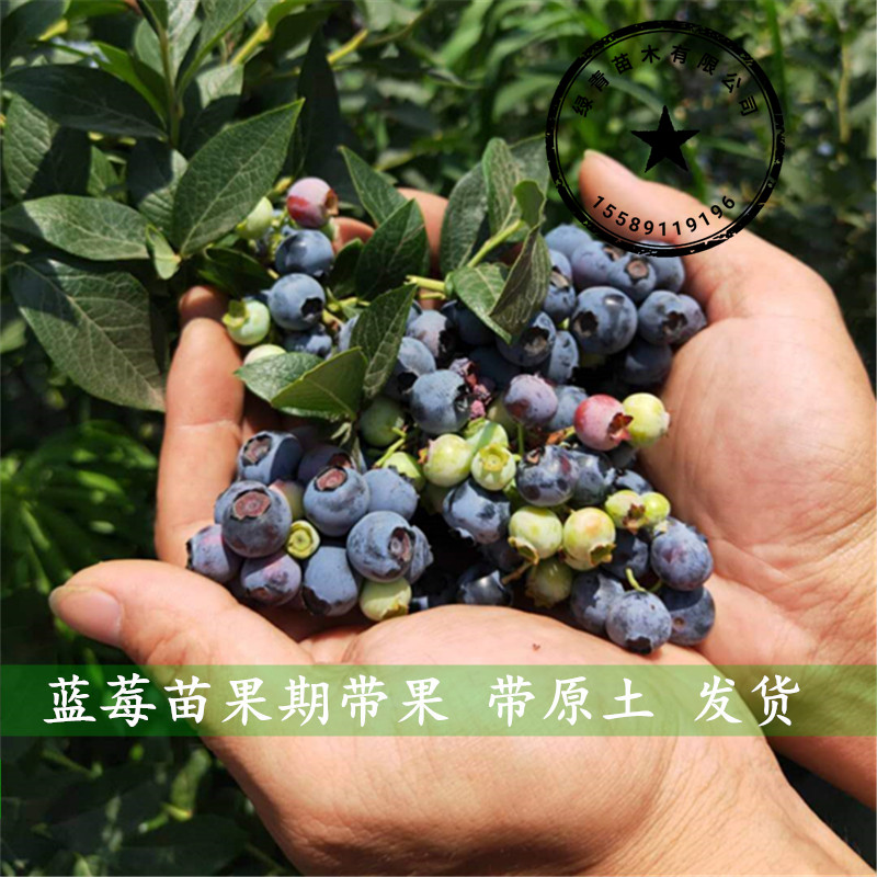 蓝莓树果苗蓝莓苗带果发货盆栽地栽南北方种植阳台特大当年结果