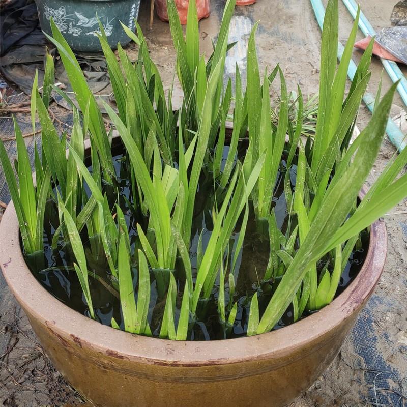 水菖蒲植物盆栽花卉水培养龟鱼虾龟水草浮萍净化水质微景观沼泽 - 图2