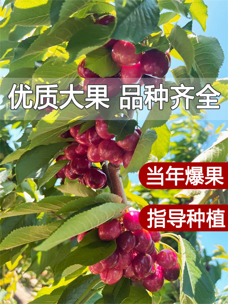 化双季矮植树苗车子特大厘樱桃当年种盆栽地栽南方北方结果种植苗 - 图0