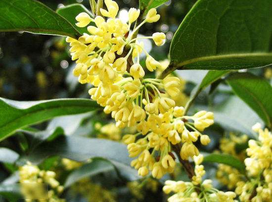 日香桂桂花盆栽树苗带花百里花香浓郁耐寒花卉室内庭院绿植花卉景 - 图0