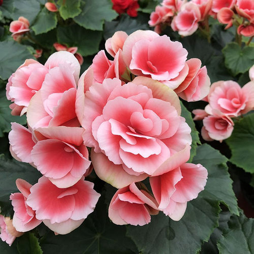 重瓣海棠花盆栽植物室内丽格海棠竹节海棠带花绿植花卉四季海棠苗 - 图0