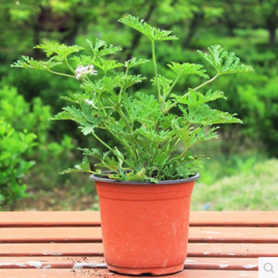 驱蚊草植物室内庭院驱蚊绿植盆栽香叶天竺葵 迷迭香食虫草 夜来香