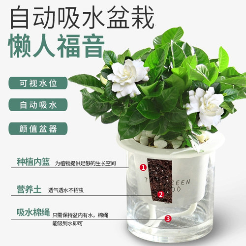 水培绿植盆栽花卉植物办公室内好养多肉仙人掌客厅水养栀子发财树 - 图2