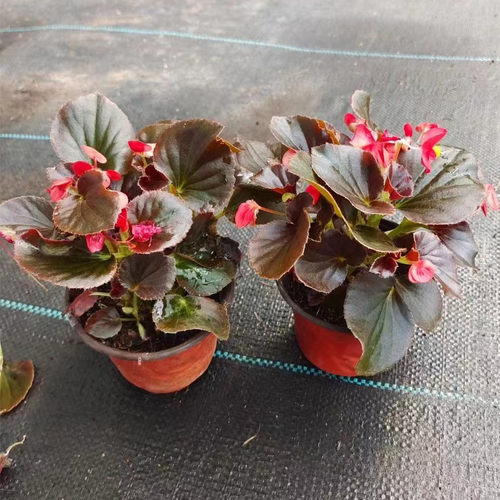 重瓣海棠花盆栽植物室内丽格海棠竹节海棠带花绿植花卉四季海棠苗 - 图2