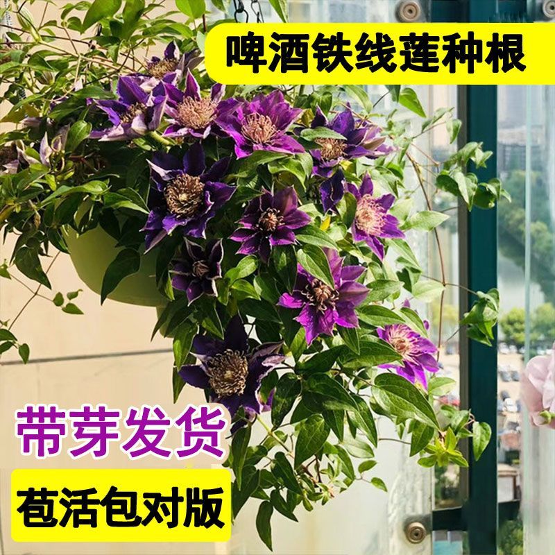 铁线莲乌托邦小苗盆栽爬藤拱门四季开花耐寒易养阳台庭院盆栽植物 - 图2