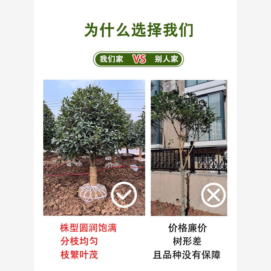 桂花树苗四季桂大型花卉八月庭院原生高杆金丹天香台阁沉香地盆栽 - 图1