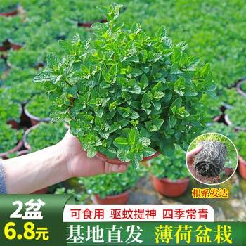 Hydroponic mint potted lemon mint ໃບ rosemary ພືດສີຂຽວສົດໃນລົ່ມ ດອກພືດຢາກັນຍຸງ