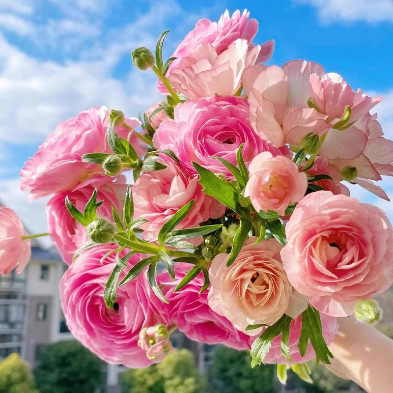 花毛茛种球室内室外四季洋牡丹花种球观花卉植物盆栽好养活种球 - 图1