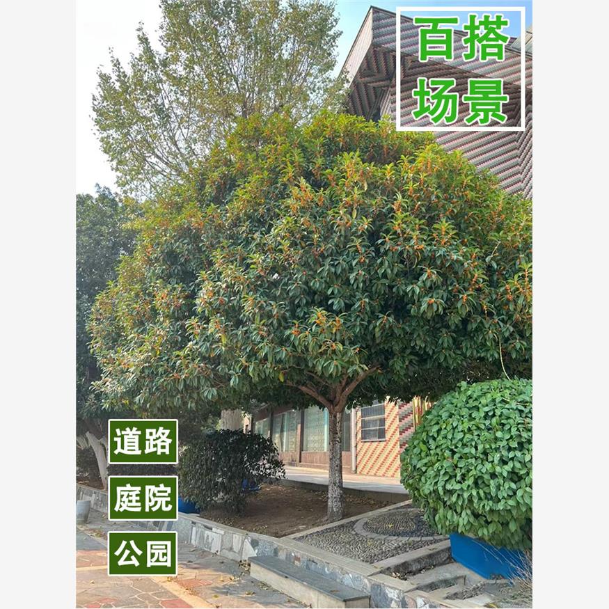 桂花树苗四季桂大型花卉八月庭院原生高杆金丹天香台阁沉香地盆栽 - 图2