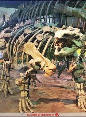 仿真甲龙骨架化石大型灭绝生物骨架模型定制动物骨骼展示模型