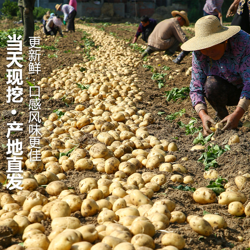 湖北恩施小土豆现挖新鲜黄心土豆10斤当季蔬菜迷你马铃薯洋芋5香 - 图3